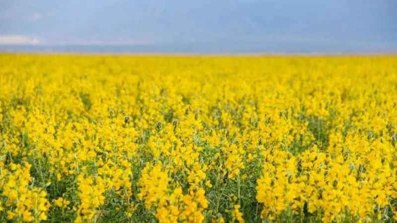 Eber Sarısı görenleri mest ediyor