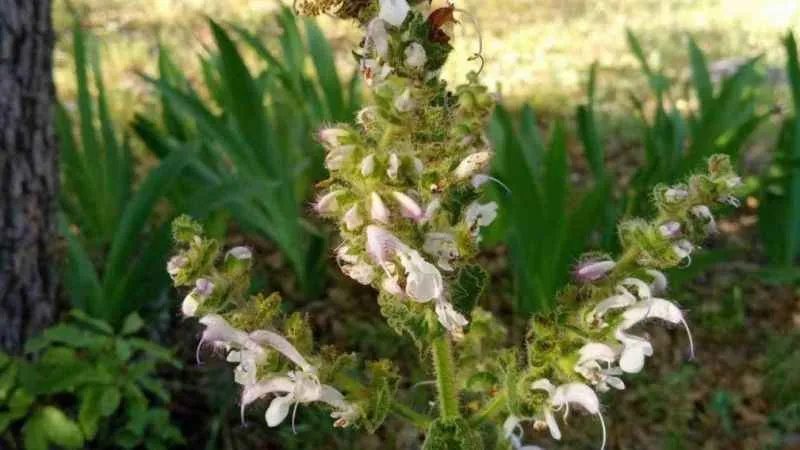 Siirt adaçayını koparmanın cezası 244 bin TL