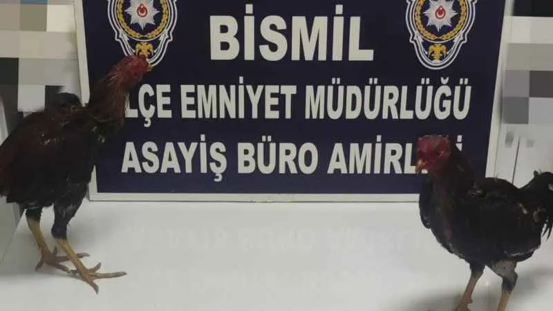 Dernekte horoz dövüşüne baskın