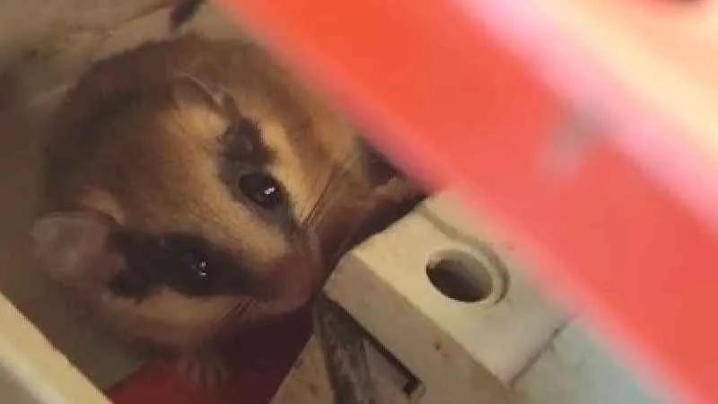  Nadir görülen yediuyur Bolu’da görüntülendi