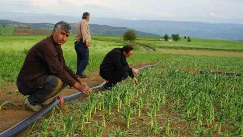 Taşköprü sarımsağını dolu vurdu