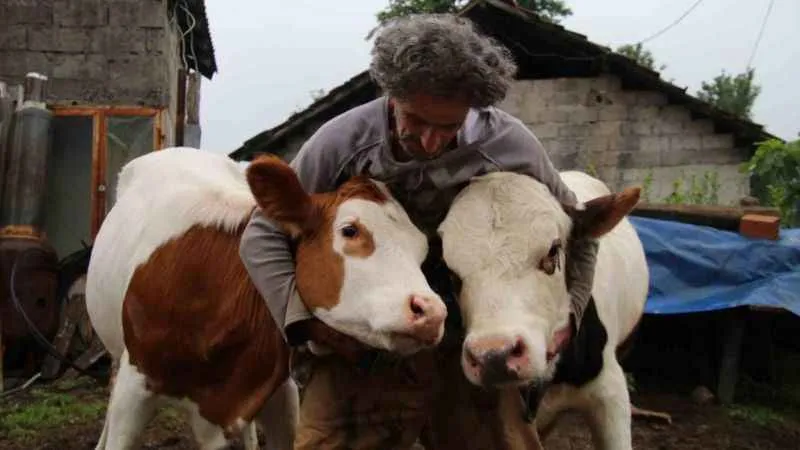 Melezlemeyle yeni bir tür büyükbaş hayvan elde etti