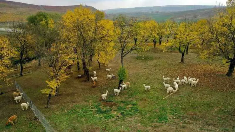 Azerbaycan, Türk turistlerin tatil rotası oldu