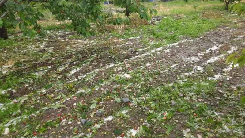 Denizli'de dolu kiraz ve kayısı bahçelerini vurdu