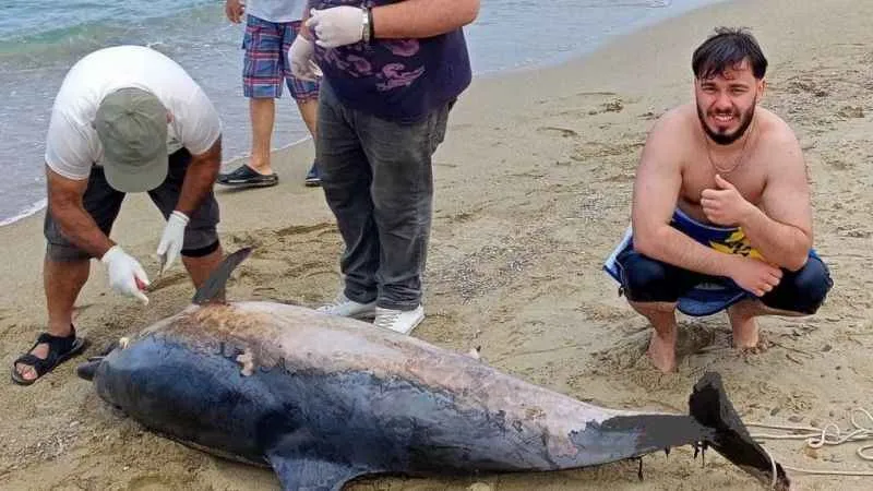 Kuşadası’nda iki yunus karaya vurdu