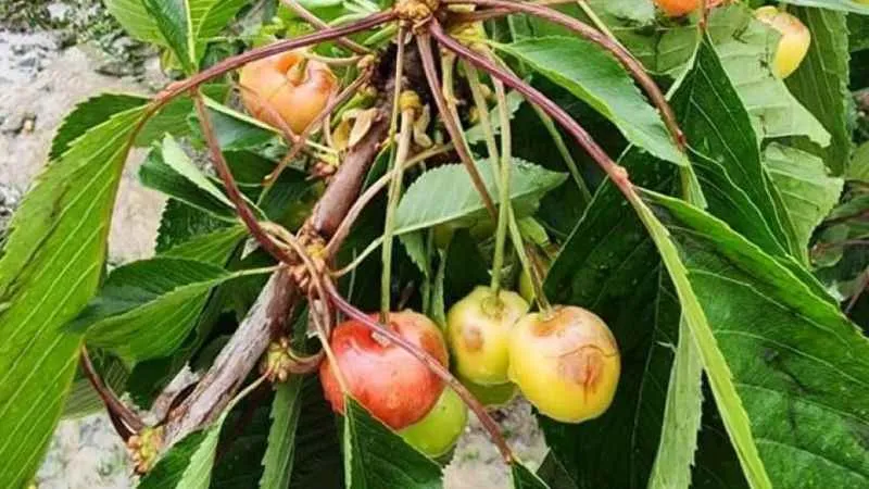 Kiraz üreticisini dolu vurdu, zarar büyük