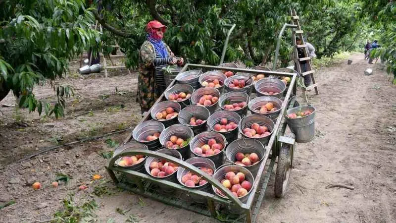 Kuşadası’nda ‘Rich May’ cinsi şeftalinin hasadına başlandı