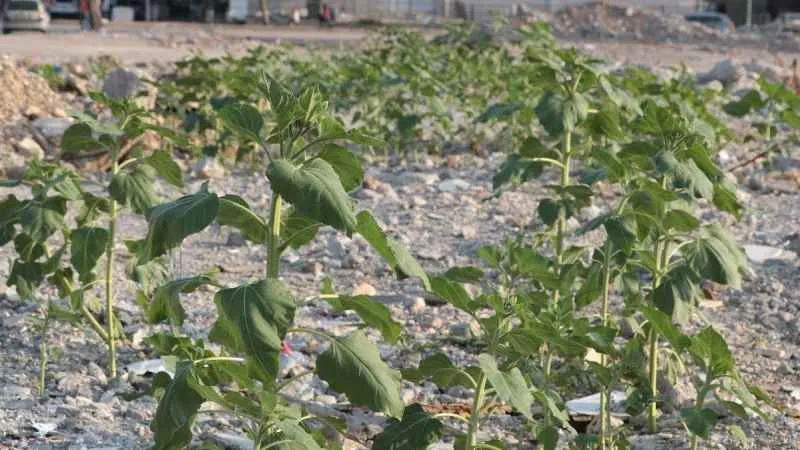 Kuruyemiş dükkanının enkazında ayçiçekleri boy verdi