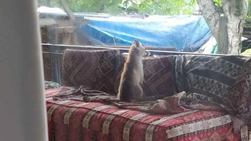 Şehre inen yavru tilki evin balkonunda sabahladı