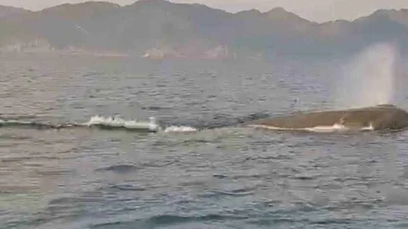 Marmaris açıklarındaki balina kameralara yansıdı