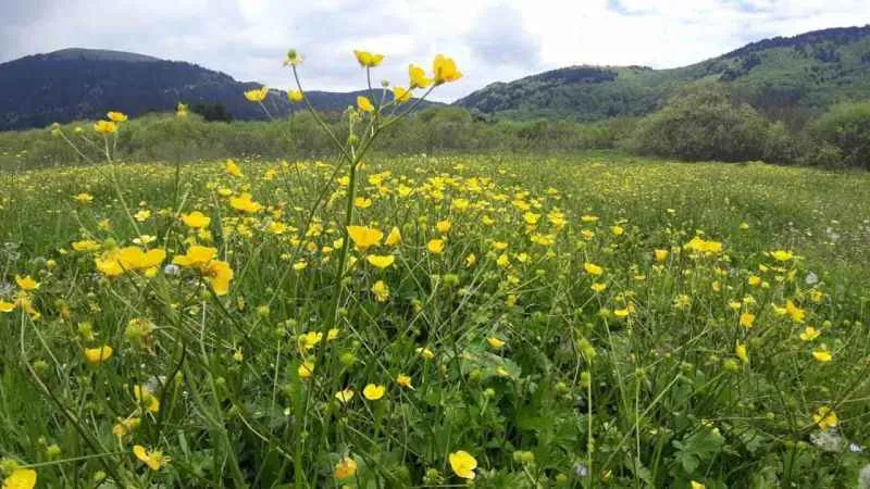 Abant Gölü Milli Parkı çiçek bahçesine döndü