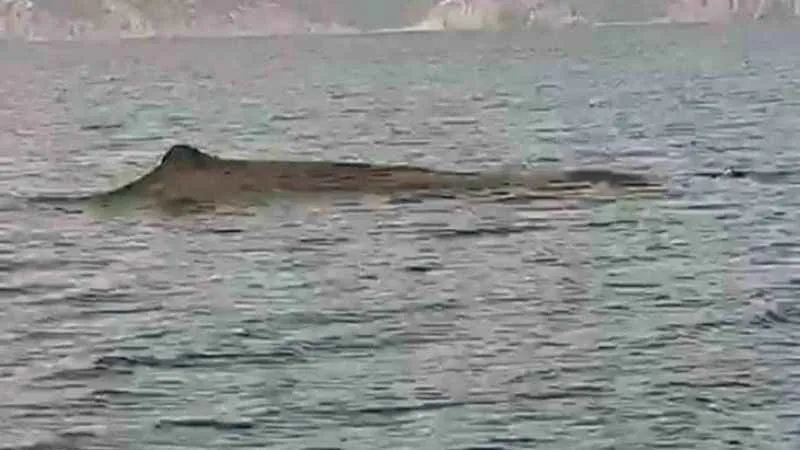 29 yıl sonra iç sularda tekrar görüldü!