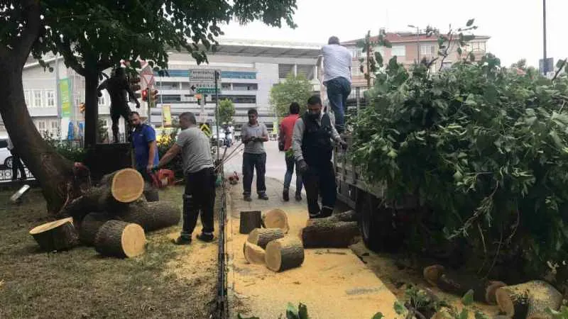 Kadıköy’de şiddetli rüzgâr ağacı devirdi