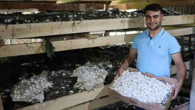 20 metrekare alanda 40 kilo yetişiyor: Kilosu 400 TL