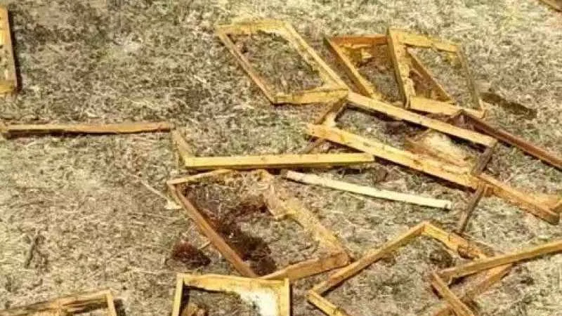 Muş’ta aç kalan ayılar kovanları parçaladı