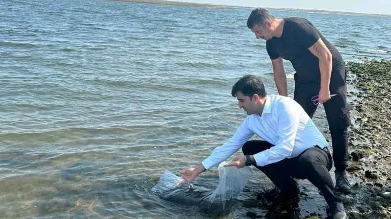 Enez ve İpsala’da 410 bin yavru sazan su ile buluştu