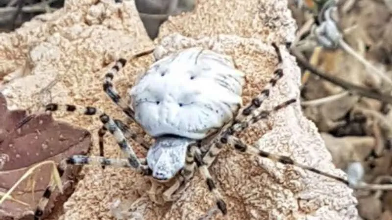Dünyanın en zehirli örümceklerinden biri Malatya’da görüldü