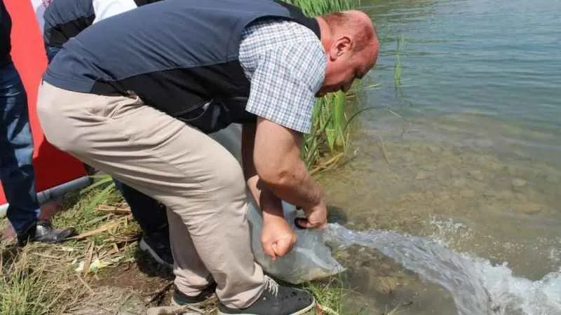 Karabük’te göl ve göletlere 30 bin yavru sazan balığı bırakıldı