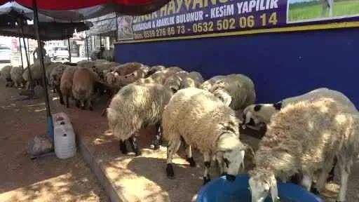 Diyarbakır’da yüzlerce aileye kurban eti ulaştırıldı