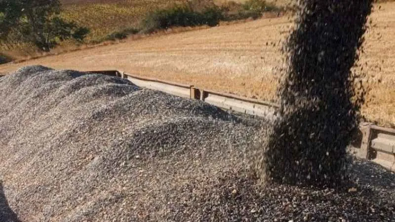 Kuraklık ayçiçeğini olumsuz etkiledi