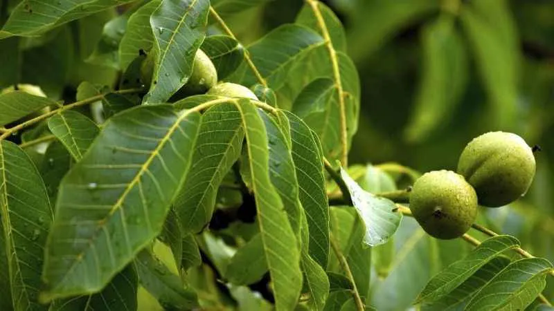 Ceviz yaprağı çayı ile parazitler sapır sapır dökülüyor! Vücut iltihabına en etkili demleme yöntemi…