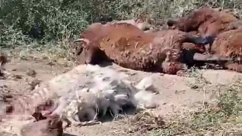 Iğdır’da yol kenarında küçükbaş hayvan ölüleri bulundu