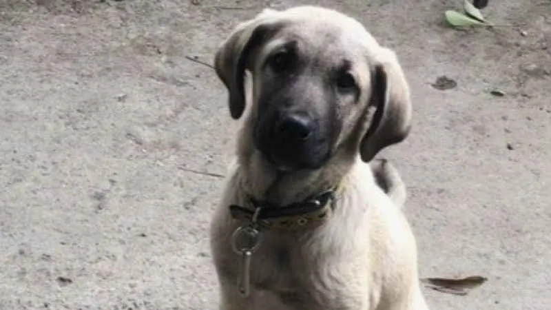 Araştırma görevlisinin Kangal köpekleri projesine 740 bin TL’lik destek