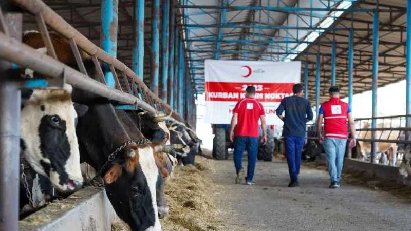 Türk kızılay kurban kesimlerini başlattı