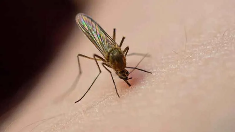 Asya Kaplan Sivrisineğine dikkat !