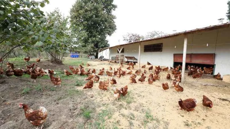 Ordu'da kafessiz yöntemle yıllık 35 milyon adet yumurta üretiliyor