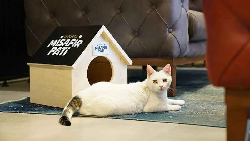 Doğtaş patili dostlarının kalplerini ısıtıyor