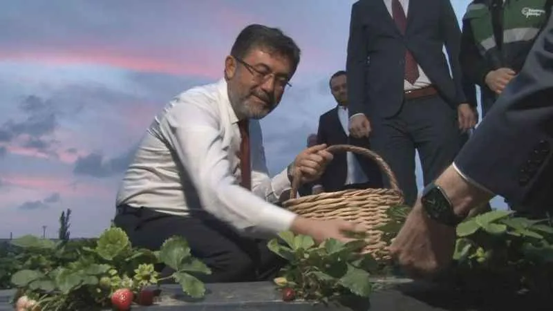 Tarım ve Orman Bakanı Yumaklı tarlada çilek hasat etti