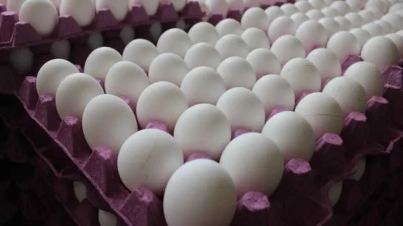 Tavuk yumurtası üretimi azaldı