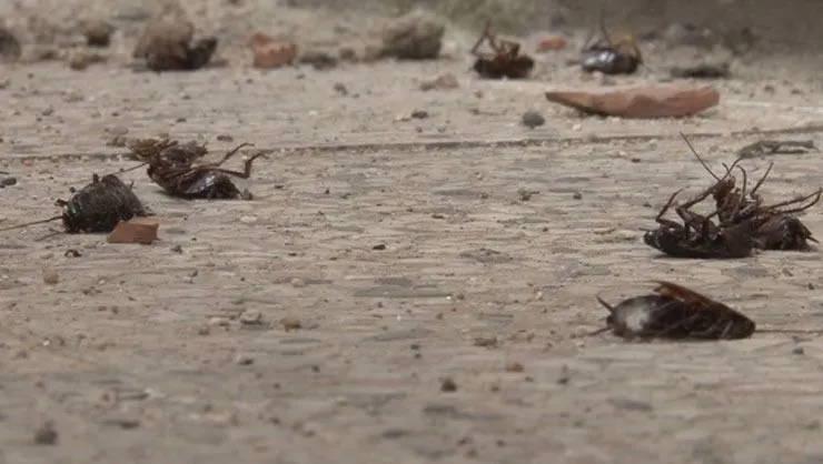 ‘Hamam böceği’ istilası: Gündüz ölü taklidi yapıyorlar gece evlere dadanıyorlar