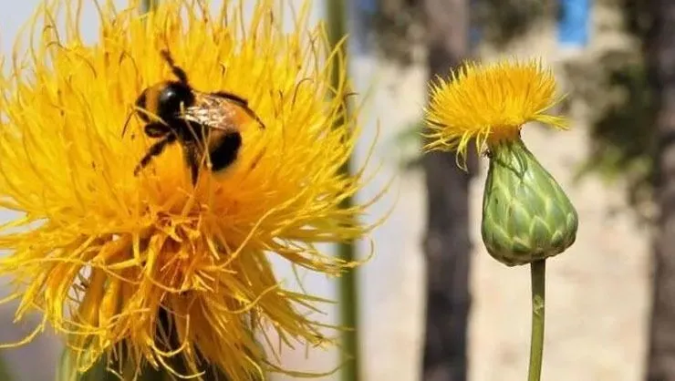 Bu çiçeği koparan yandı! Cezası 109 bin TL