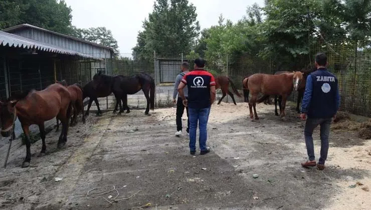 Kesime giden 10 atı belediye ekipleri kurtardı