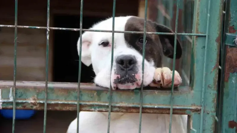 İstanbul Valiliği sahipsiz sokak hayvanlarının toplatılacağını duyurdu