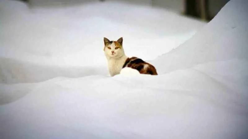 Hakkari'de eğitime 1 gün ara verildi