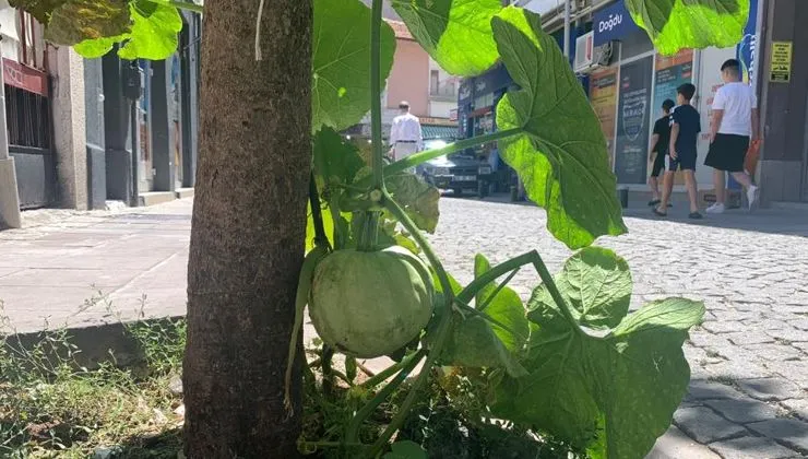 Kaldırımda yetişen kabak görenleri şaşırtıyor