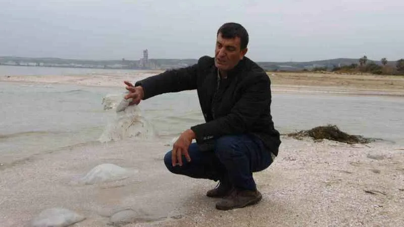  Burnaz sahili de denizanalarıyla kaplandı