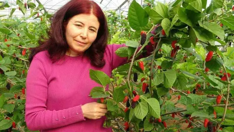 Karadutun kilosu 80 TL fakat üreticisinin yüzünü güldürmüyor