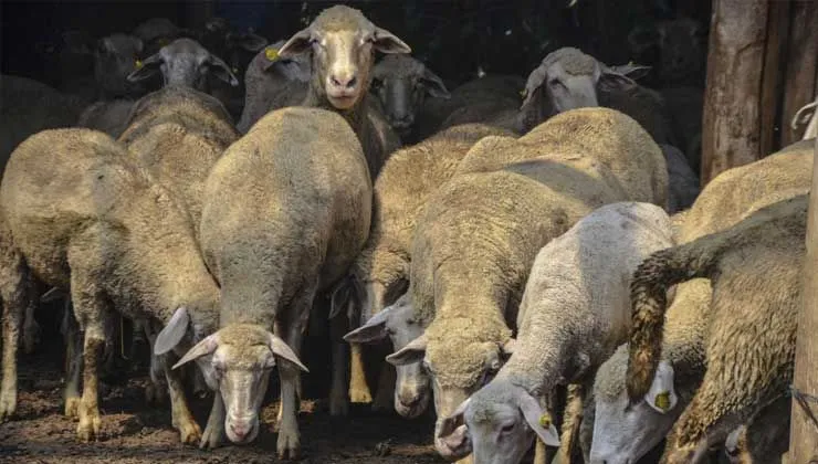 10 bin TL’ye çalışacak çoban bulamıyor