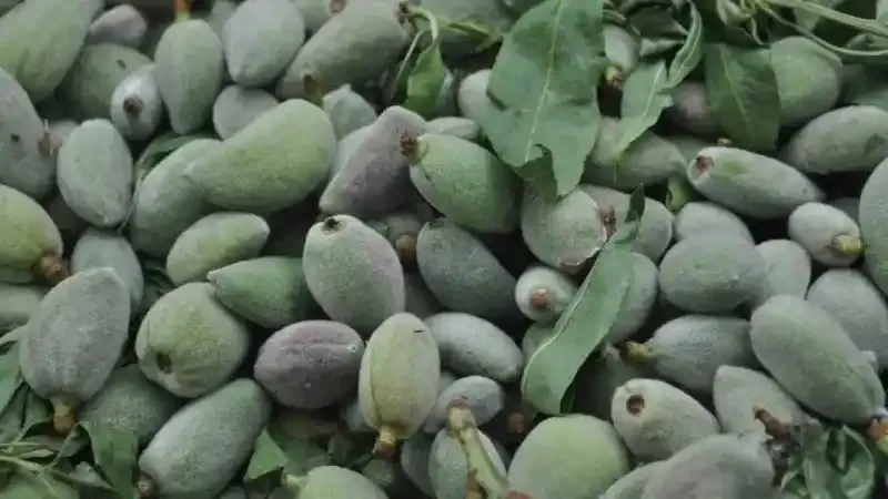 Badem kilosu 200 liradan tezgahlarda