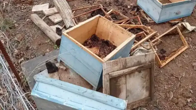 Artvin’de kış uykusundan uyanan ayılar yayla evlerini talan etti