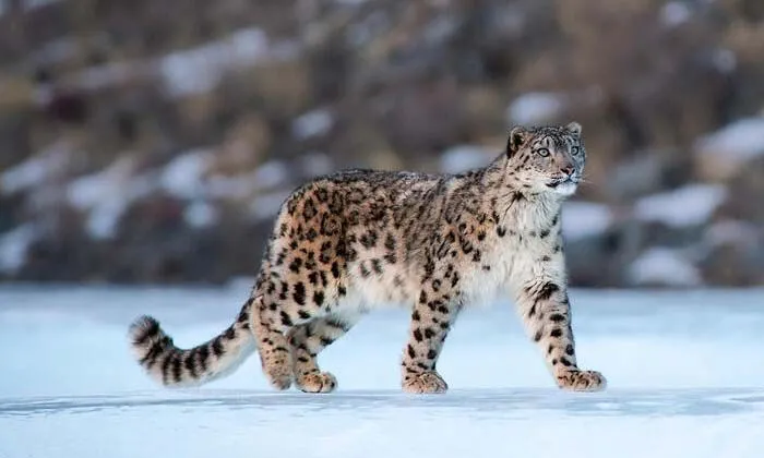 Çin’deki kar leoparlarının sayısı 1200’e ulaştı
