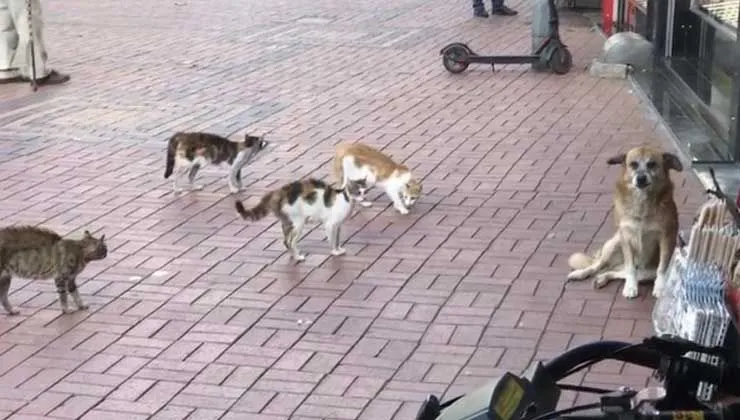 Kedilerin köşeye sıkıştırdığı köpek soluğu esnafın yanında aldı