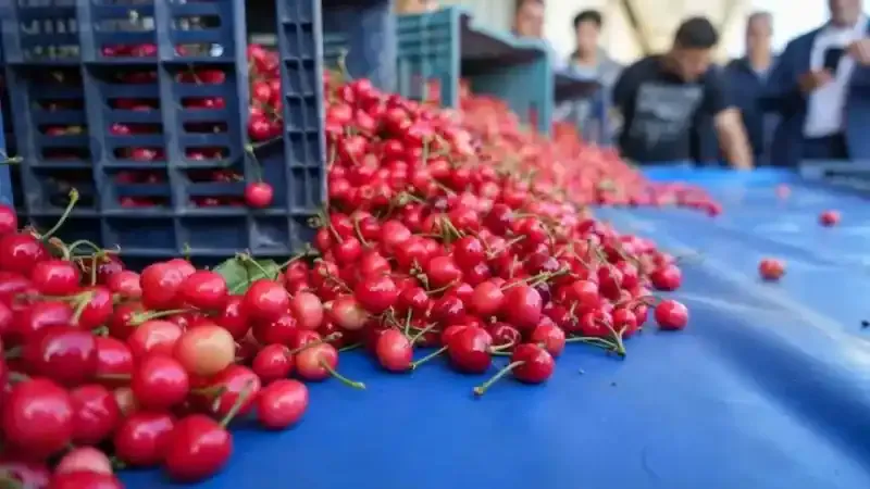 Kuzey yarımkürenin ilk kirazı hasat edildi