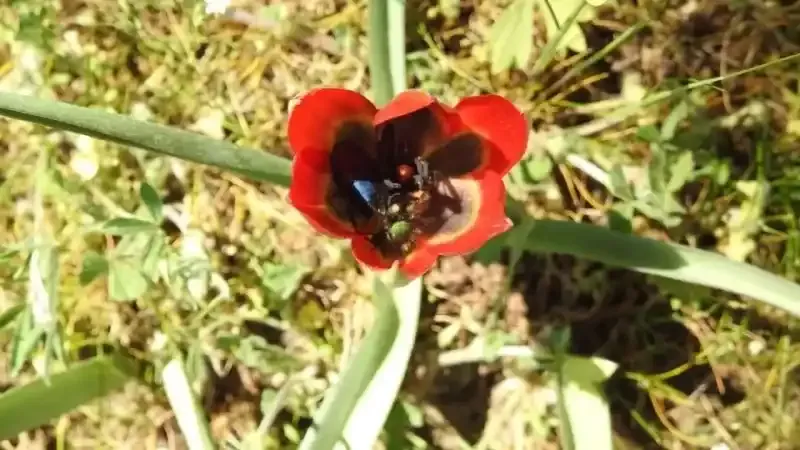 Yılda bir kez açan bu laleleri koparmanın cezası 387 bin lira