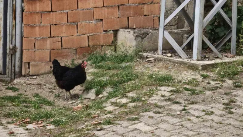 Tokat’ta kene istilası: “Her yerde kene var. Bu sene tutmadı ama tutmayacak diye bir kural yok”