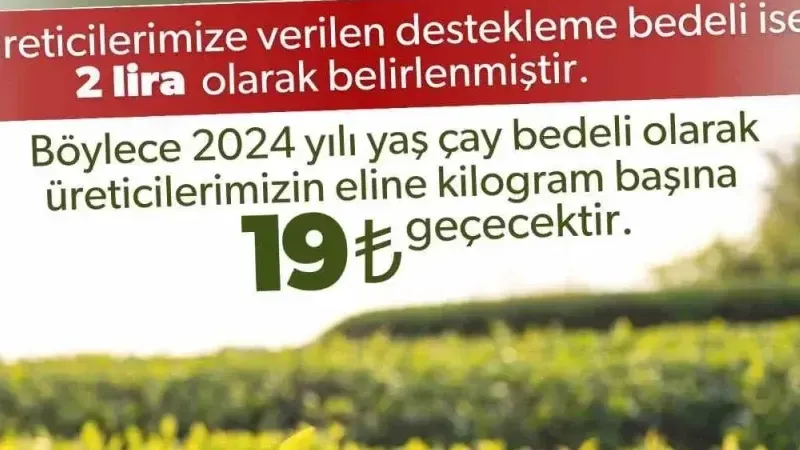 2024 yılı için kilogram başı yaş çay alım fiyatı 17 lira olarak belirlendi